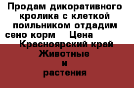 Продам дикоративного кролика с клеткой,поильником.отдадим сено,корм. › Цена ­ 1 300 - Красноярский край Животные и растения » Грызуны и Рептилии   . Красноярский край